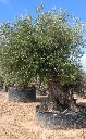 ONR06 - Olea Europaea Ejemplar centenario REF.06 Malla Metálica