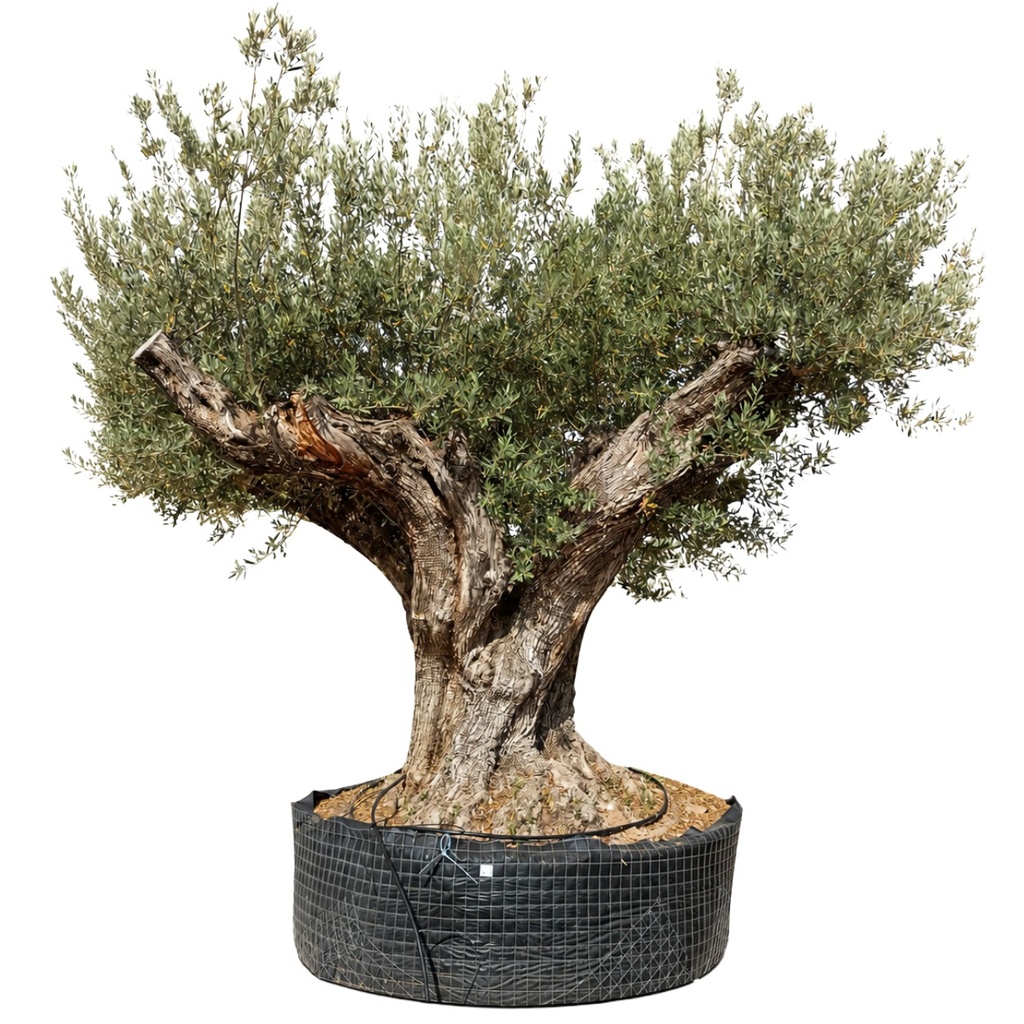 ONR15 - Olea Europaea Ejemplar centenario REF.15 Malla Metálica (GENERICO [ONR15])
