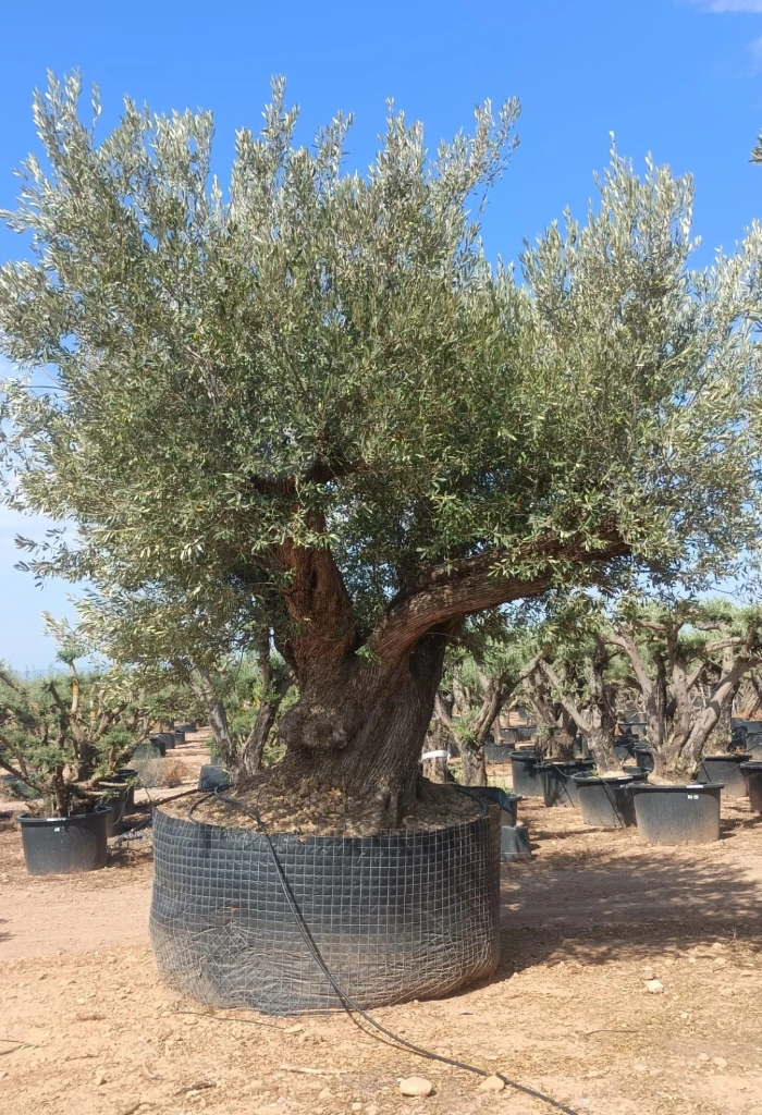 ONR15 - Olea Europaea Ejemplar centenario REF.15 Malla Metálica