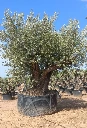 ONR15 - Olea Europaea Ejemplar centenario REF.15 Malla Metálica