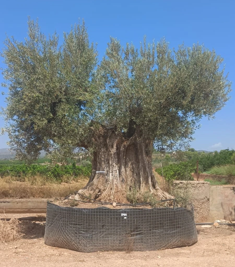 ONR20 - Olea Europaea Ejemplar centenario REF.20 Malla Metálica