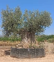 ONR20 - Olea Europaea Ejemplar centenario REF.20 Malla Metálica