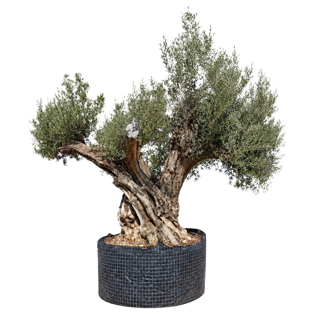 ONR22 - Olea Europaea Ejemplar centenario REF.22 Malla Metálica (GENERICO [ONR22])