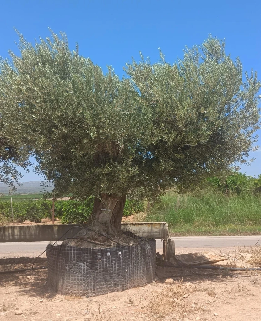 ONR22 - Olea Europaea Ejemplar centenario REF.22 Malla Metálica