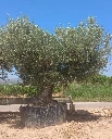 ONR22 - Olea Europaea Ejemplar centenario REF.22 Malla Metálica