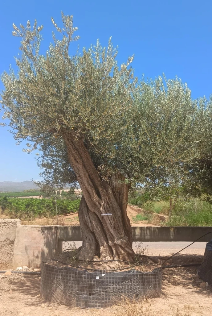 ONR22 - Olea Europaea Ejemplar centenario REF.22 Malla Metálica