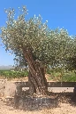 ONR22 - Olea Europaea Ejemplar centenario REF.22 Malla Metálica