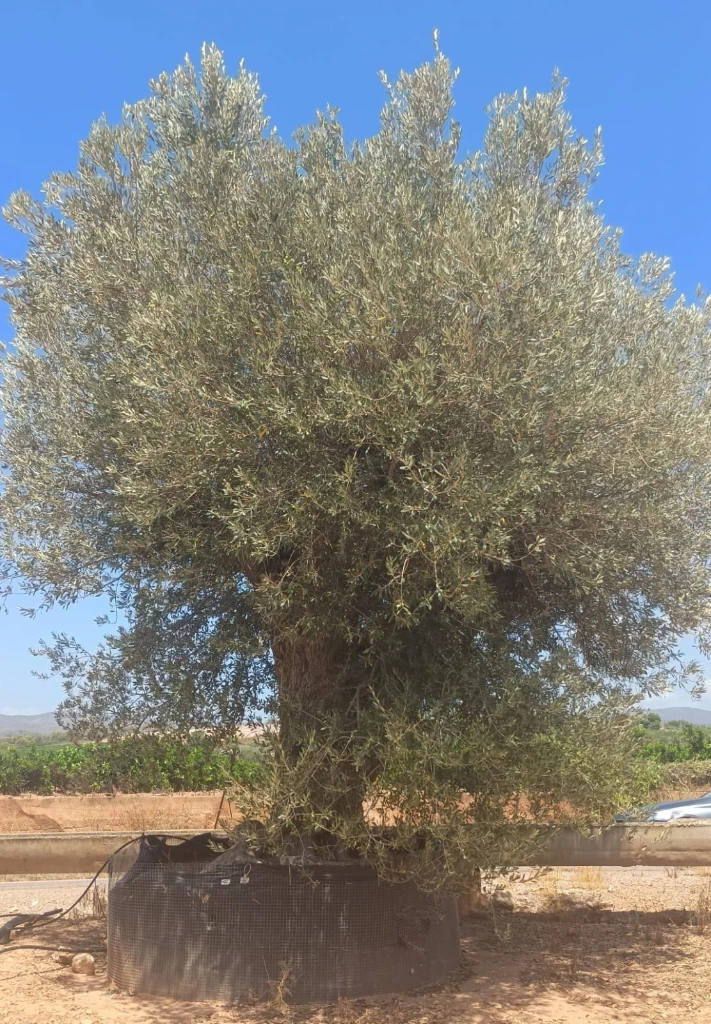 ONR22 - Olea Europaea Ejemplar centenario REF.22 Malla Metálica