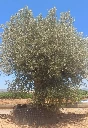 ONR22 - Olea Europaea Ejemplar centenario REF.22 Malla Metálica
