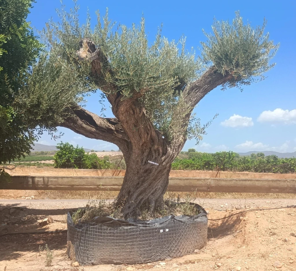 ONR22 - Olea Europaea Ejemplar centenario REF.22 Malla Metálica