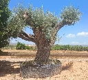 ONR22 - Olea Europaea Ejemplar centenario REF.22 Malla Metálica
