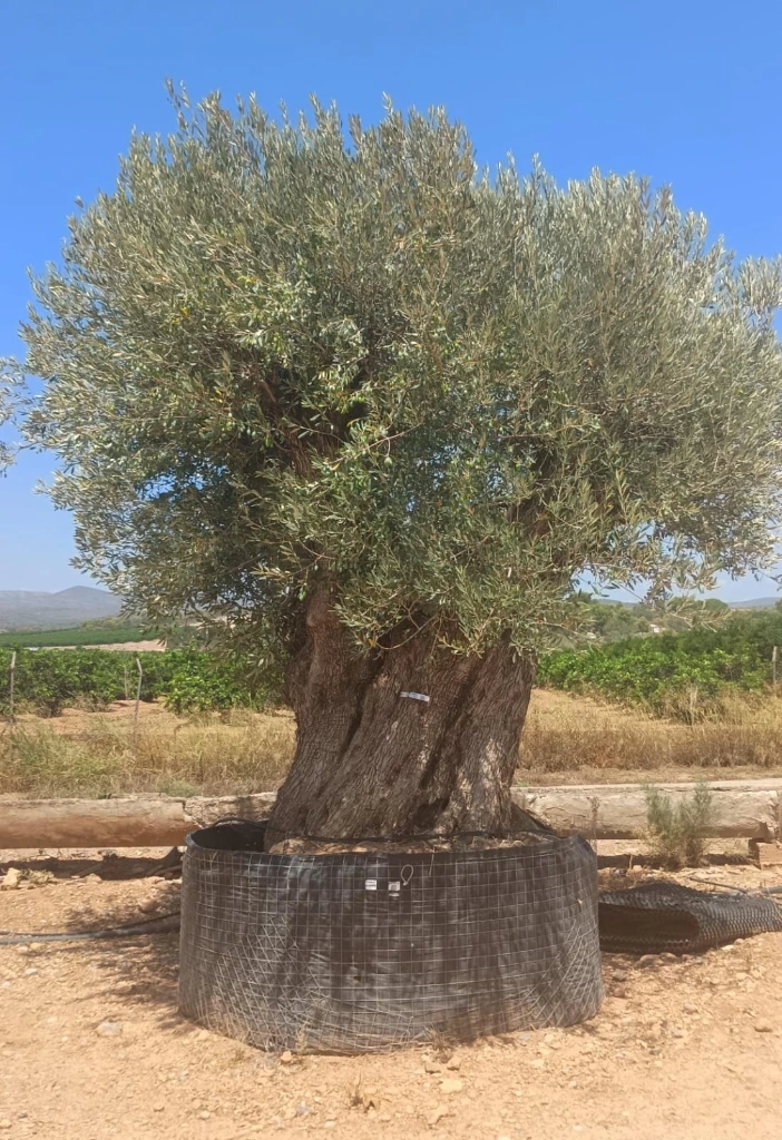 ONR24 - Olea Europaea Ejemplar centenario REF.24 Malla Metálica