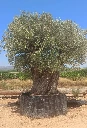 ONR24 - Olea Europaea Ejemplar centenario REF.24 Malla Metálica