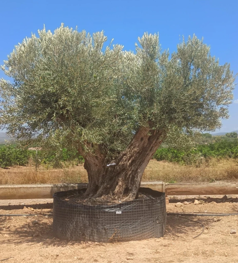 ONR24 - Olea Europaea Ejemplar centenario REF.24 Malla Metálica