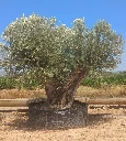 ONR24 - Olea Europaea Ejemplar centenario REF.24 Malla Metálica