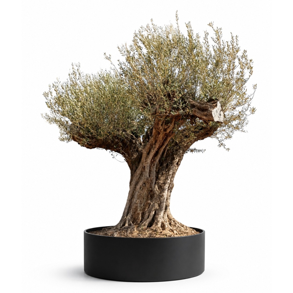 ONR27 - Olea Europaea Ejemplar centenario REF.27 Malla Metálica (GENERICO [ONR27])
