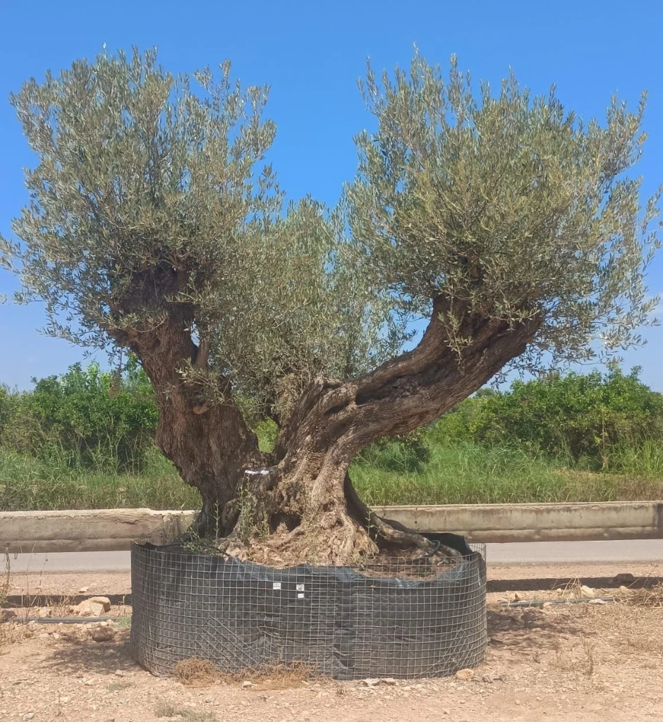 ONR27 - Olea Europaea Ejemplar centenario REF.27 Malla Metálica