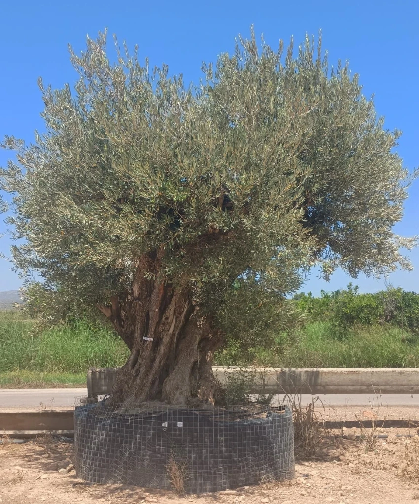 ONR27 - Olea Europaea Ejemplar centenario REF.27 Malla Metálica