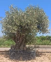 ONR27 - Olea Europaea Ejemplar centenario REF.27 Malla Metálica