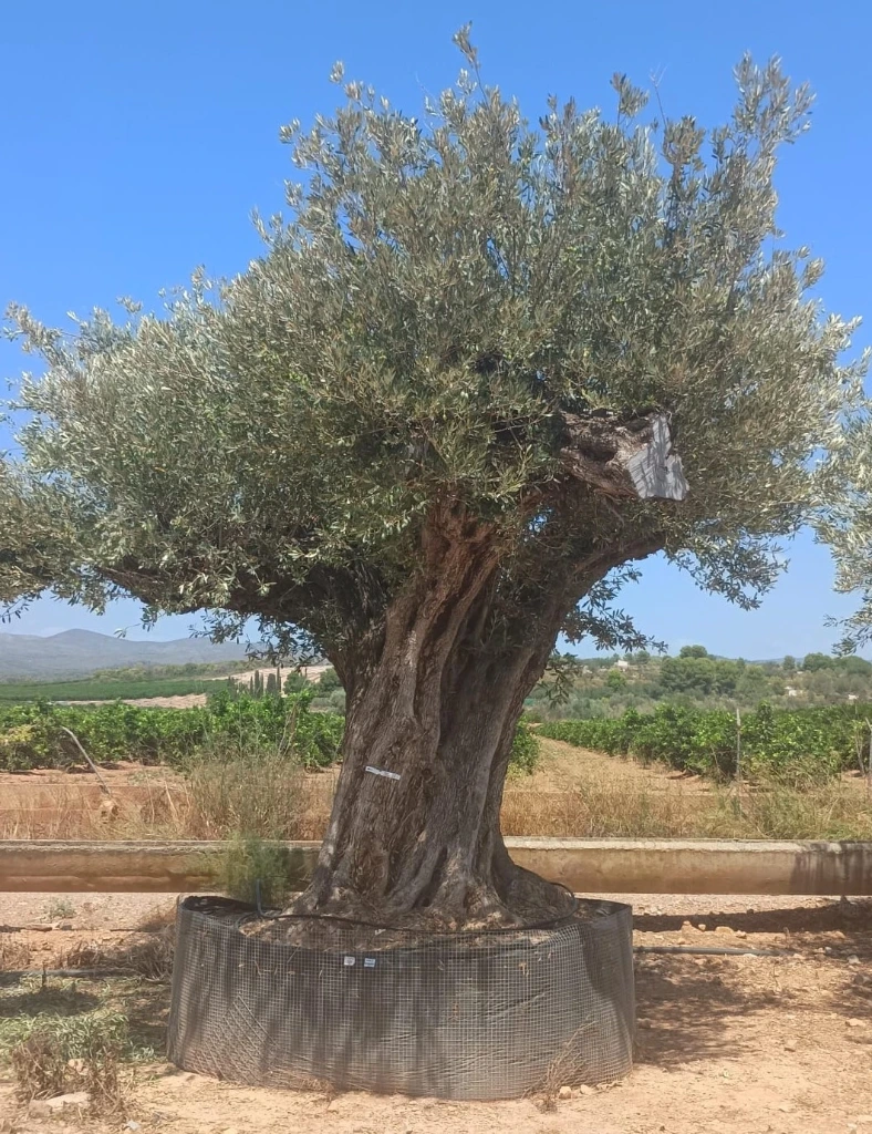 ONR27 - Olea Europaea Ejemplar centenario REF.27 Malla Metálica