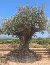 ONR27 - Olea Europaea Ejemplar centenario REF.27 Malla Metálica