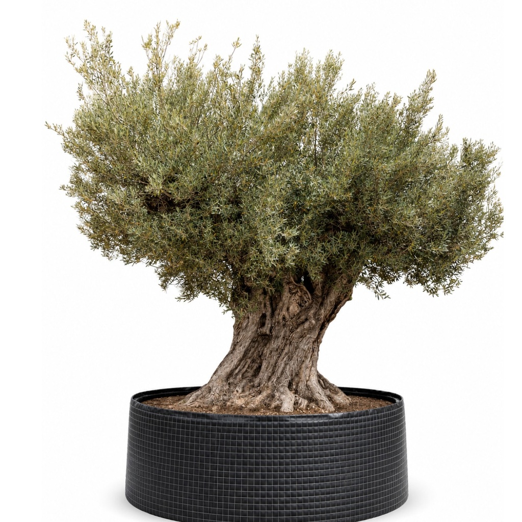 ONR28 - Olea Europaea Ejemplar centenario REF.28 Malla Metálica (GENERICO [ONR28])