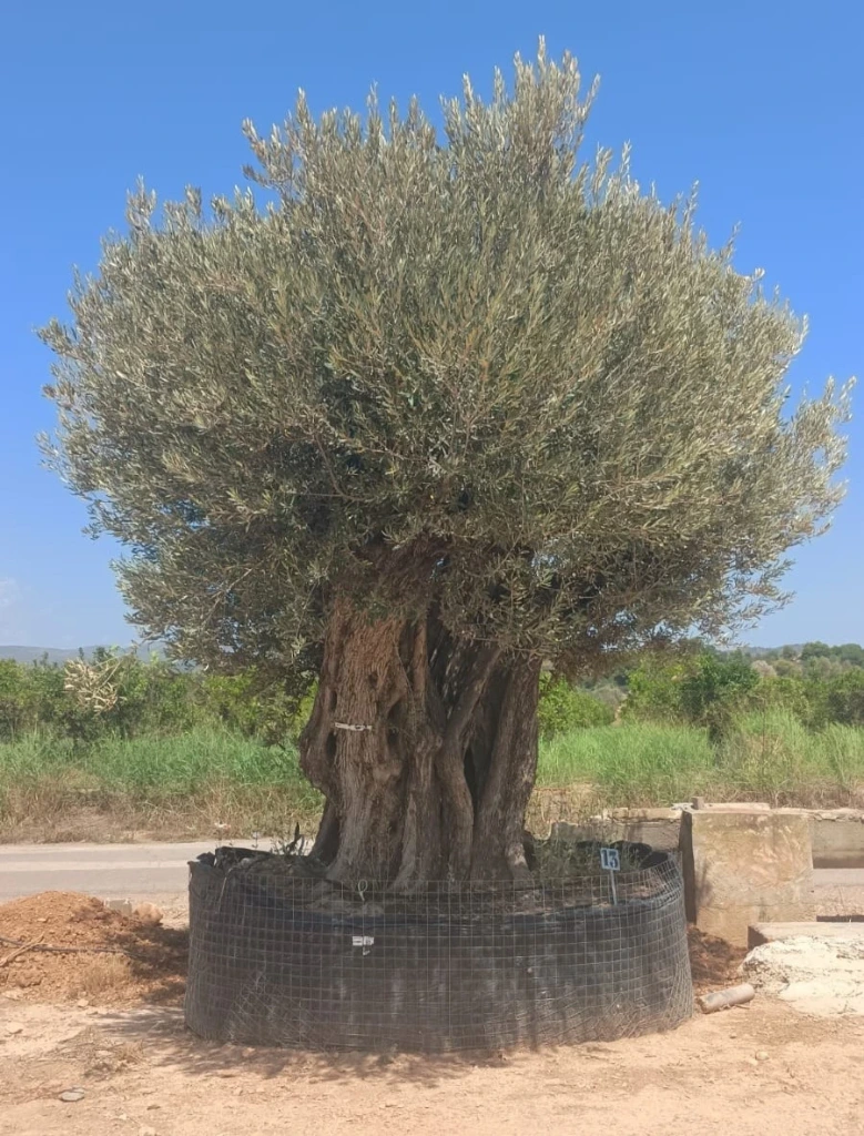 ONR28 - Olea Europaea Ejemplar centenario REF.28 Malla Metálica