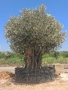 ONR28 - Olea Europaea Ejemplar centenario REF.28 Malla Metálica