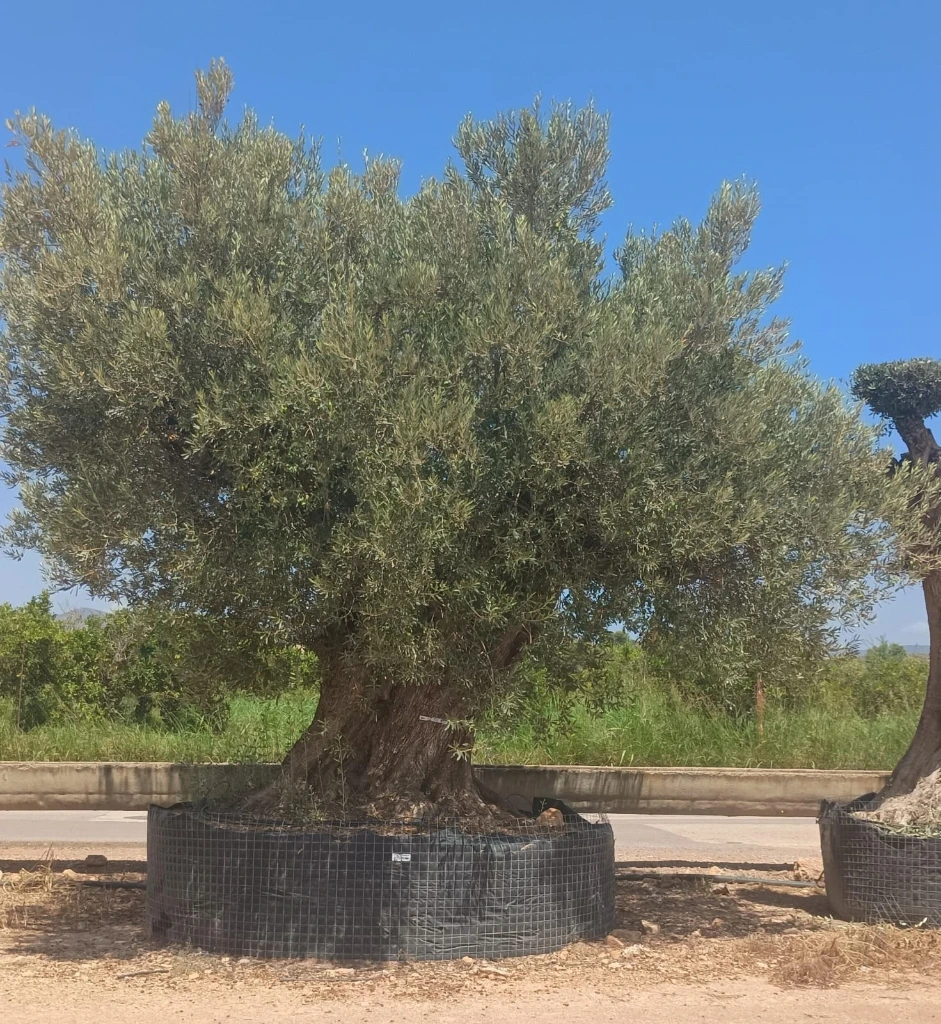 ONR28 - Olea Europaea Ejemplar centenario REF.28 Malla Metálica