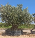 ONR28 - Olea Europaea Ejemplar centenario REF.28 Malla Metálica
