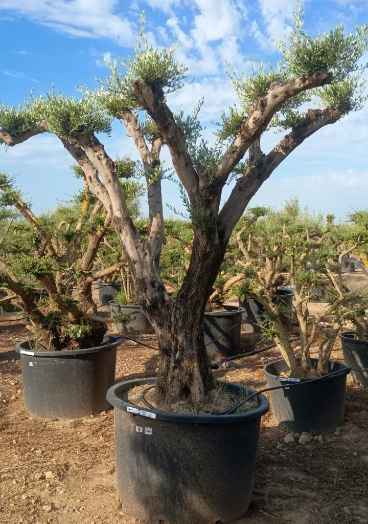 OPC100 - Olea Europaea Pompón