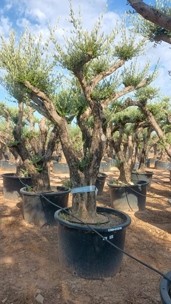 OPC100 - Olea Europaea Pompón