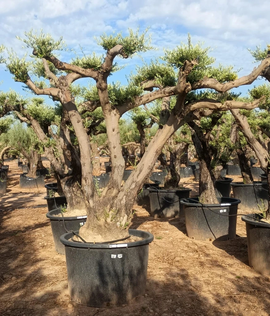 OPC100 - Olea Europaea Pompón