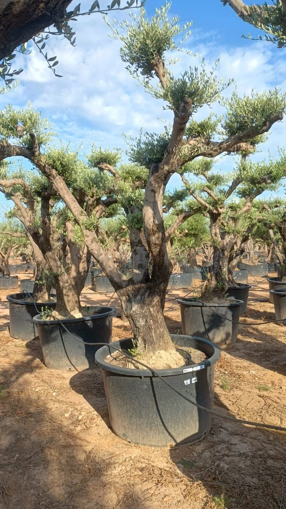 OPC100 - Olea Europaea Pompón