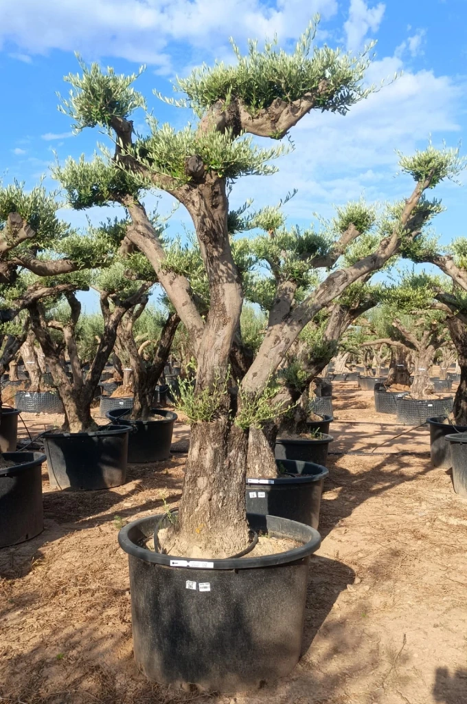 OPC100 - Olea Europaea Pompón