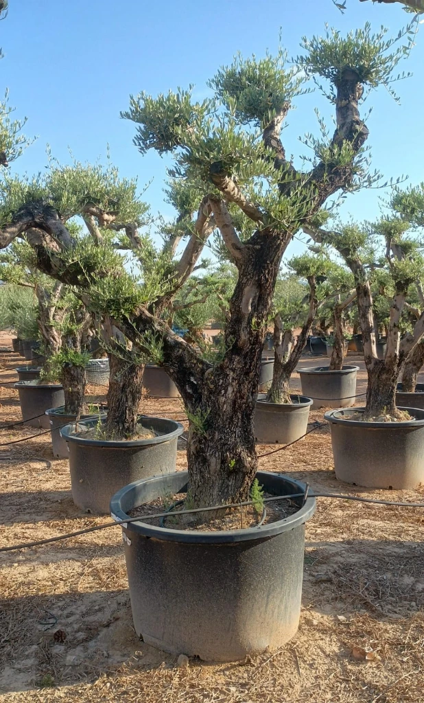 OPC100 - Olea Europaea Pompón
