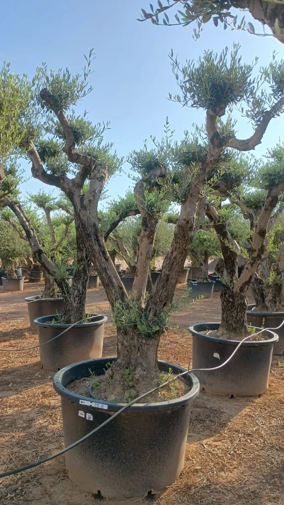 OPC100 - Olea Europaea Pompón