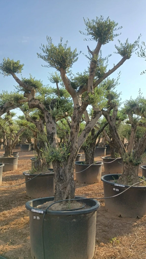 OPC100 - Olea Europaea Pompón