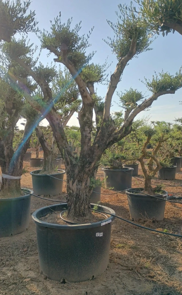 OPC100 - Olea Europaea Pompón