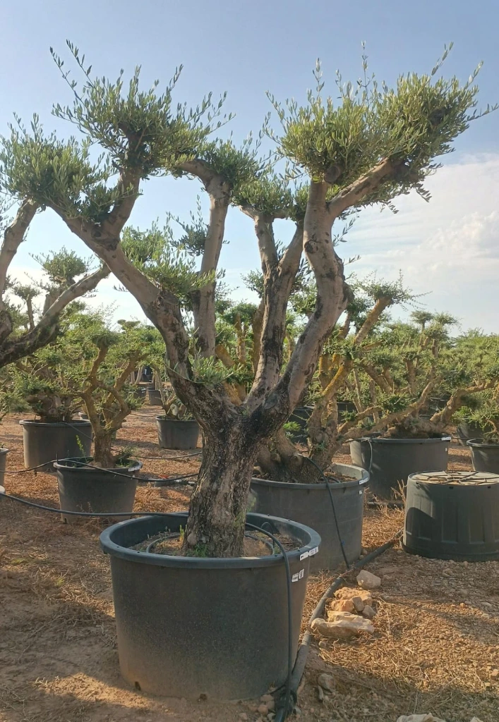 OPC100 - Olea Europaea Pompón