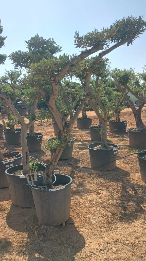 OPC30 - Olea Europaea Pompón