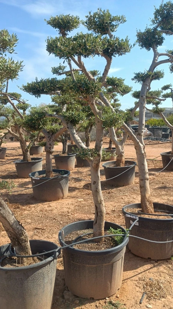 OPC30 - Olea Europaea Pompón
