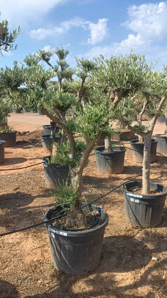 OPC30 - Olea Europaea Pompón