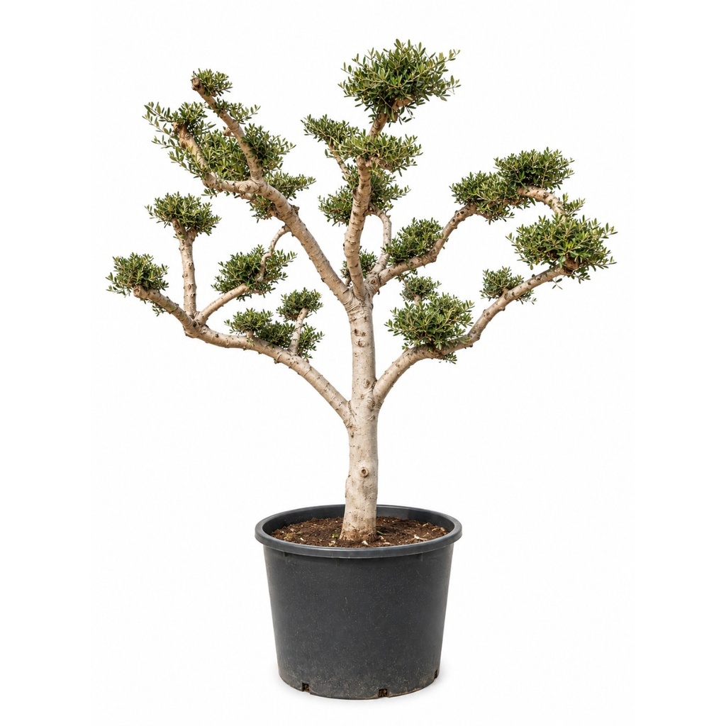 OPC30 - Olea Europaea Pompón