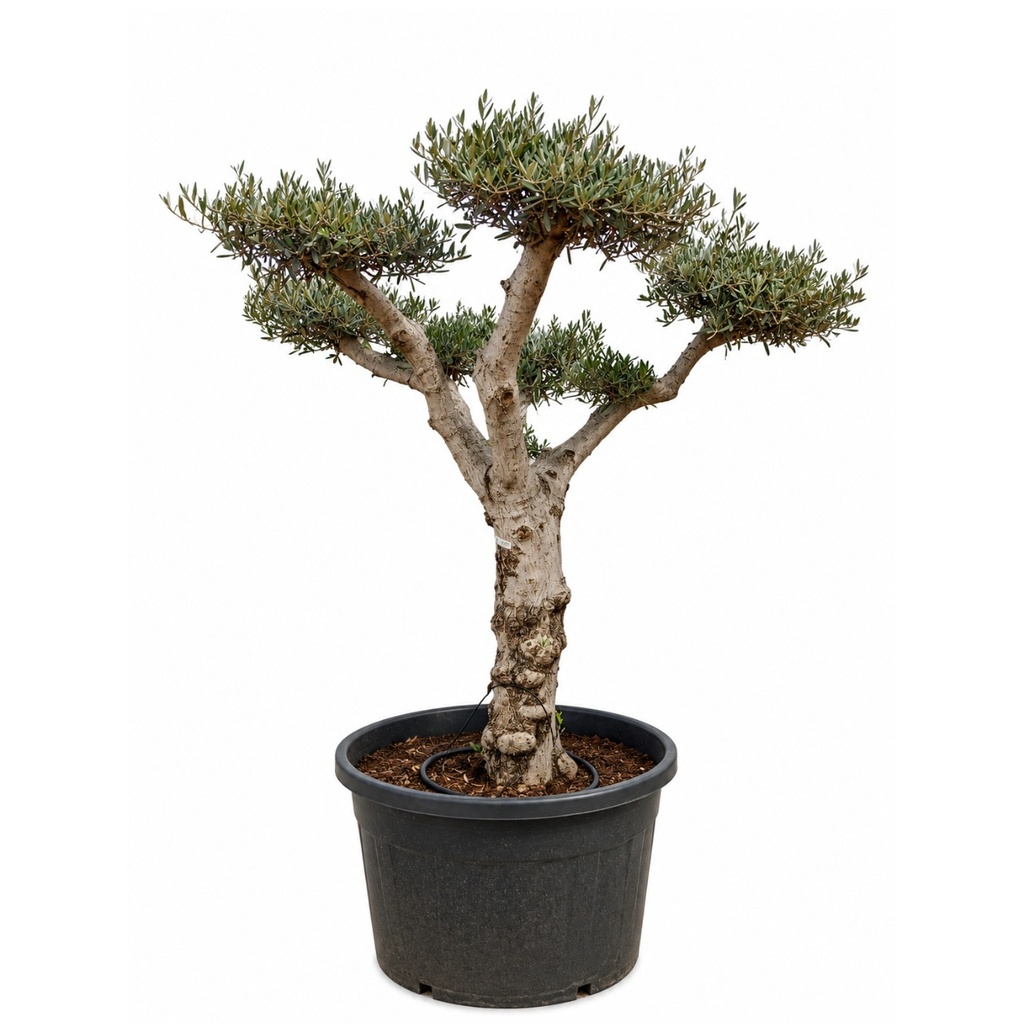 OPC50 - Olea Europaea Pompón (GENERICO [OPC50])