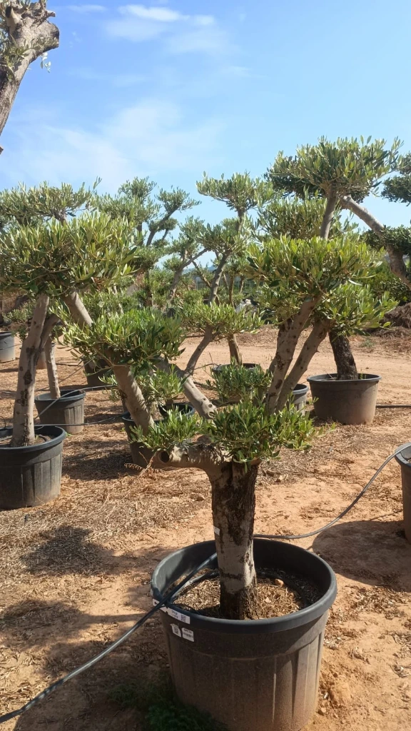 OPC50 - Olea Europaea Pompón