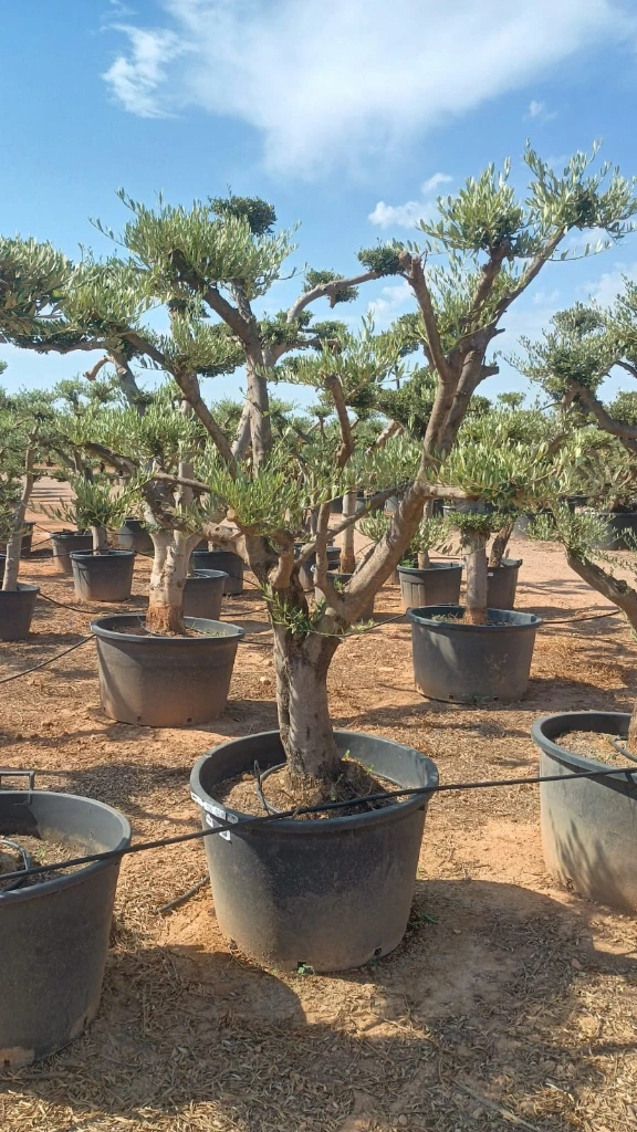 OPC50 - Olea Europaea Pompón