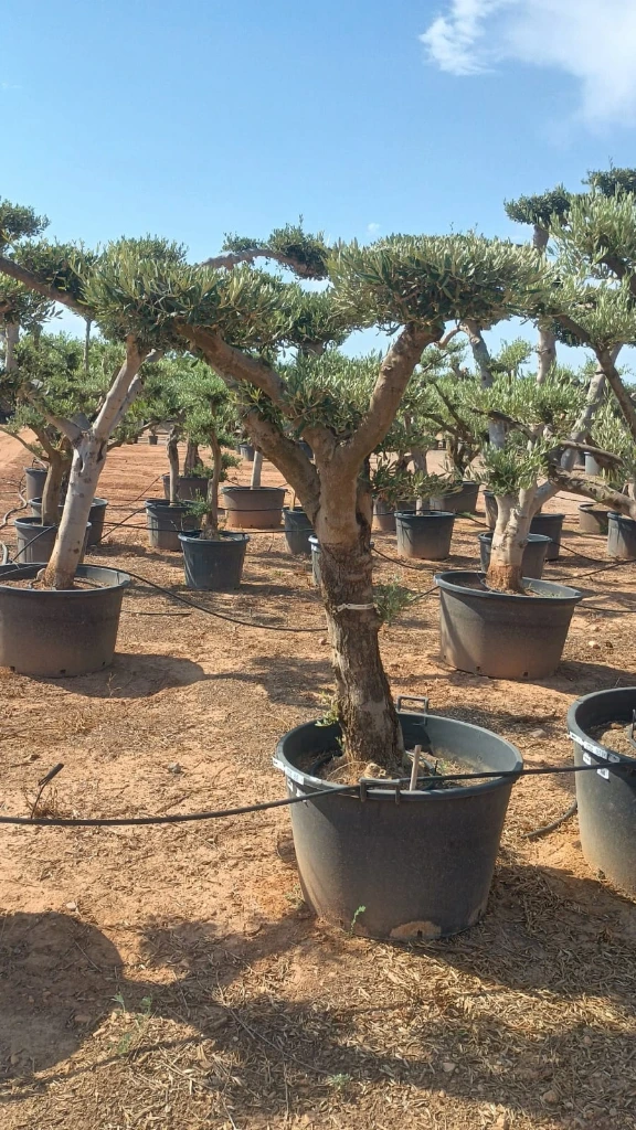 OPC50 - Olea Europaea Pompón