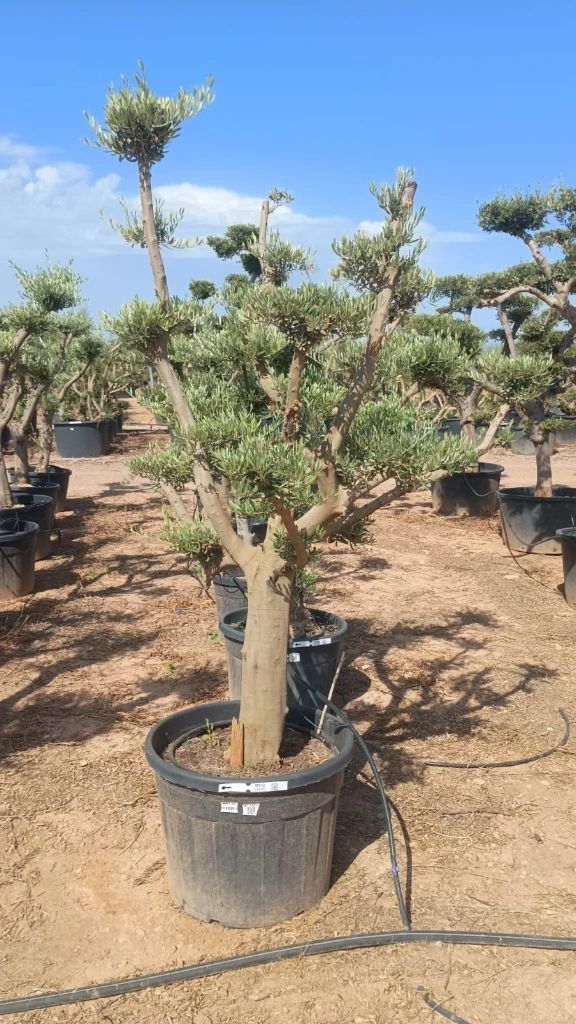 OPC50 - Olea Europaea Pompón