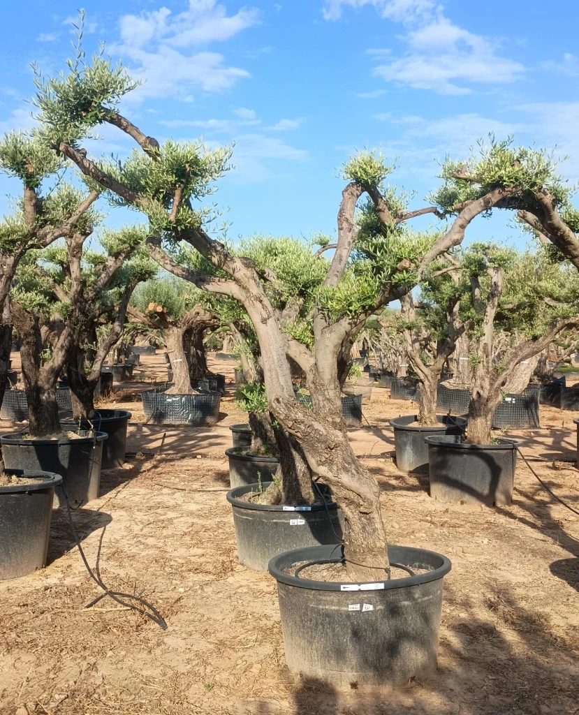 OPC60 - Olea Europaea Pompón